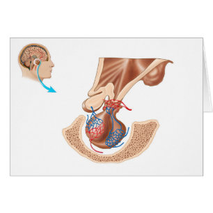 Anatomía De La Glándula Pituitaria