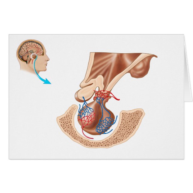 Anatomía De La Glándula Pituitaria (Anverso (Horizontal))