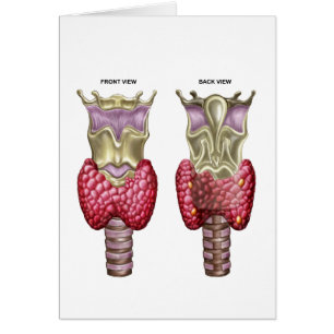 Anatomía de la glándula tiroides con la laringe