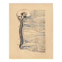 Anatomía de la impresión de cosecha de nervios esp