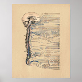 Anatomía de la impresión de cosecha de nervios esp
