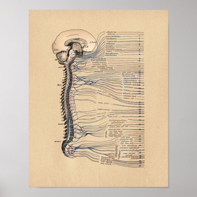 Anatomía de la impresión de cosecha de nervios esp (Frente)