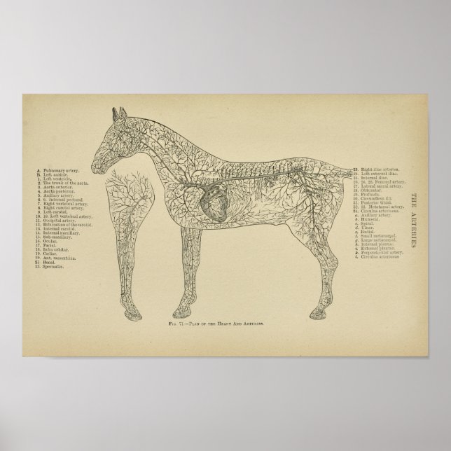 Anatomía de la impresión veterinaria de las arteri (Frente)