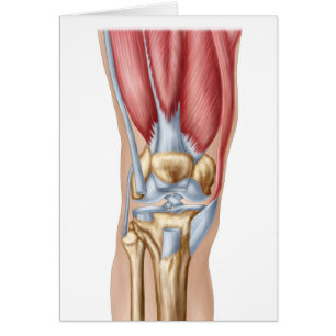 Anatomía de la junta de rodilla humana