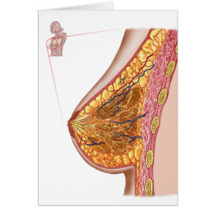Anatomía De La Mama Femenina