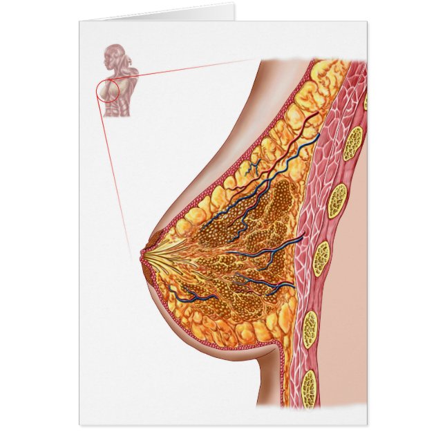 Anatomía De La Mama Femenina (Frente)