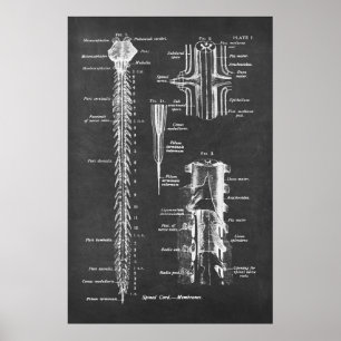 Anatomía de la médula espinal Ilustración de arte
