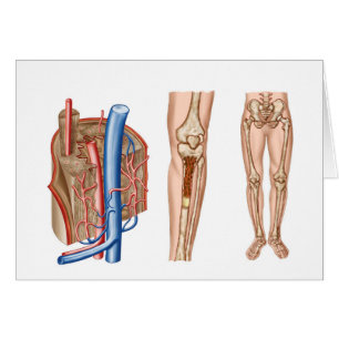 Anatomía de la médula humana