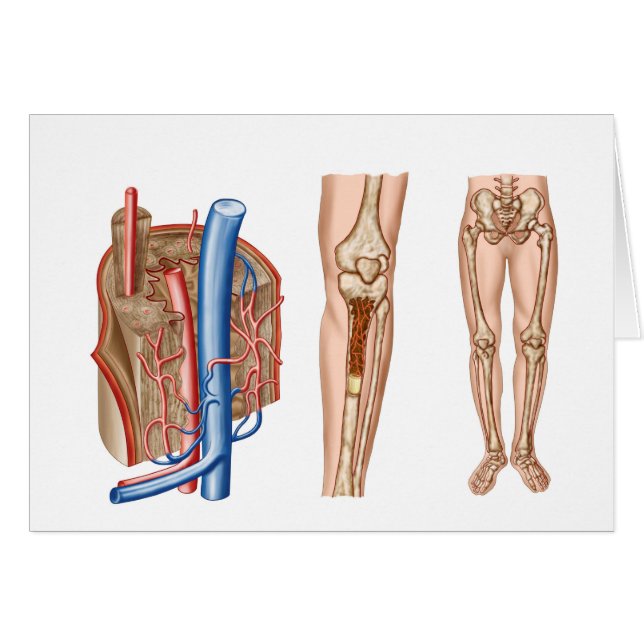 Anatomía De La Médula Ósea Humana (Anverso (Horizontal))