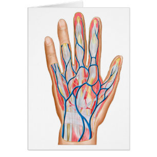 Anatomía de la parte posterior de la mano humana