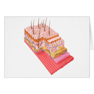 Anatomía De La Piel Humana