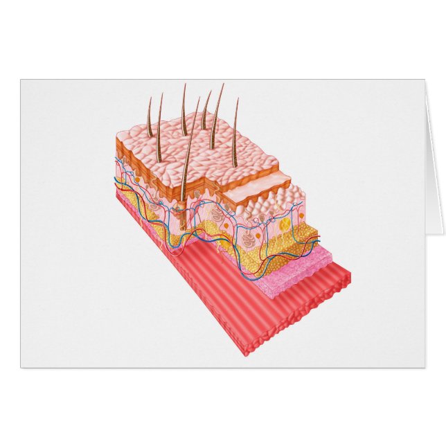 Anatomía De La Piel Humana (Anverso (Horizontal))