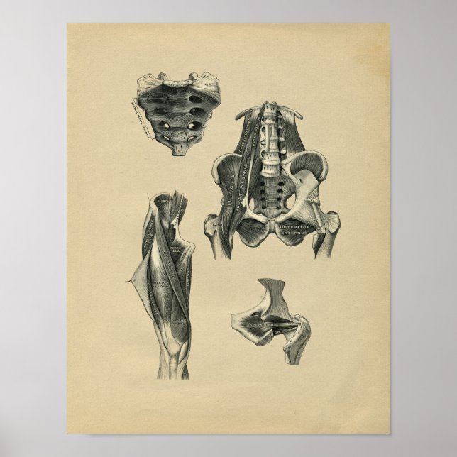 Anatomía de la pierna Pelvis humana 1902 Impresión (Frente)