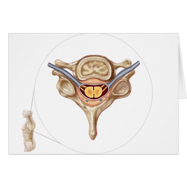Anatomía De La Vertebra Humana (Anverso (Horizontal))