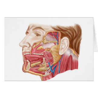 Anatomía De Las Glándulas Salivares Humanas
