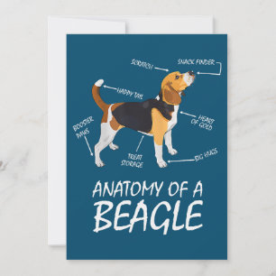 Anatomía De Los Amantes De Un Perro Beagle