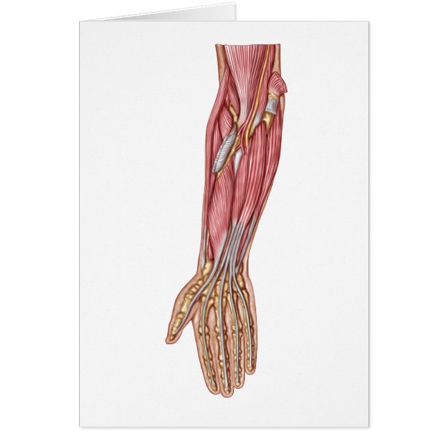 Anatomía De Los Músculos Del Forearm Humano 1 (Frente)