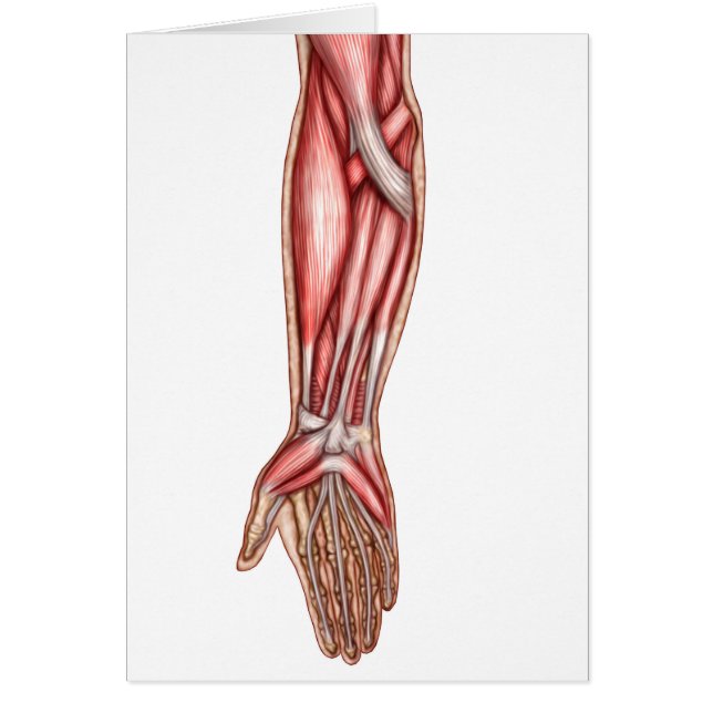 Anatomía De Los Músculos Del Forearm Humano 2 (Frente)