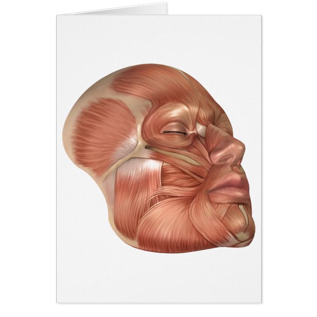 Anatomía De Los Músculos Del Rostro Humano (Frente)