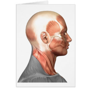 Anatomía de los músculos del rostro humano, vist