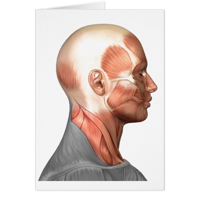 Anatomía De Los Músculos Del Rostro Humano, Vista  (Frente)