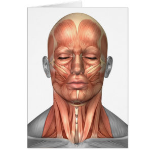 Anatomía de los músculos del rostro humano y del