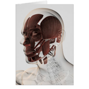 Anatomía De Los Músculos Faciales Masculinos, Vist