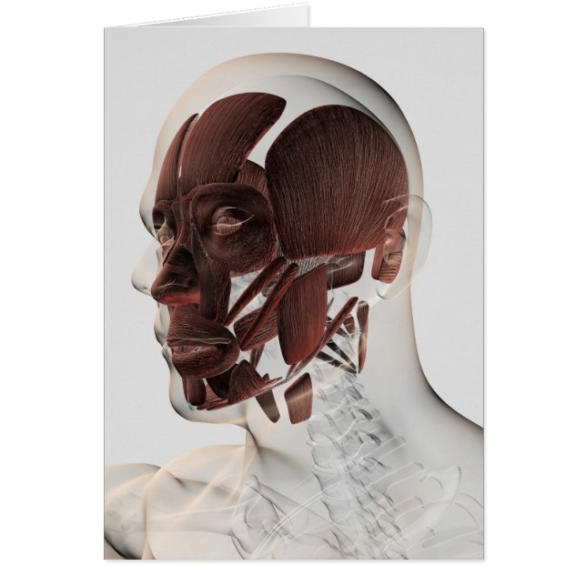 Anatomía De Los Músculos Faciales Masculinos, Vist (Frente)