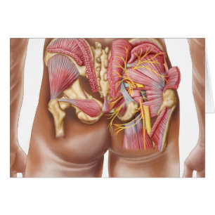 Anatomía De Los Músculos Gluteales En Las Bocas