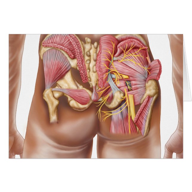 Anatomía De Los Músculos Gluteales En Las Bocas (Anverso (Horizontal))