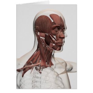 Anatomía de los músculos masculinos del Facial y