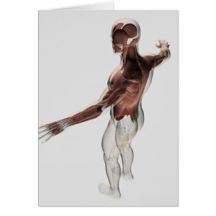 Anatomía de los músculos masculinos en el cuerpo