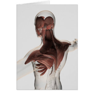 Anatomía de los músculos masculinos en el cuerpo