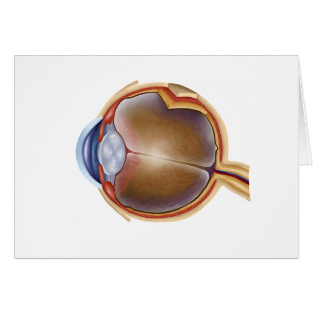 Anatomía De Los Ojos Humanos (Anverso (Horizontal))