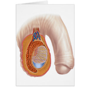Anatomía De Los Testigos Masculinos