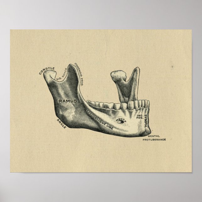 Anatomía de mandíbula humana 1902 Impresión vintag (Frente)