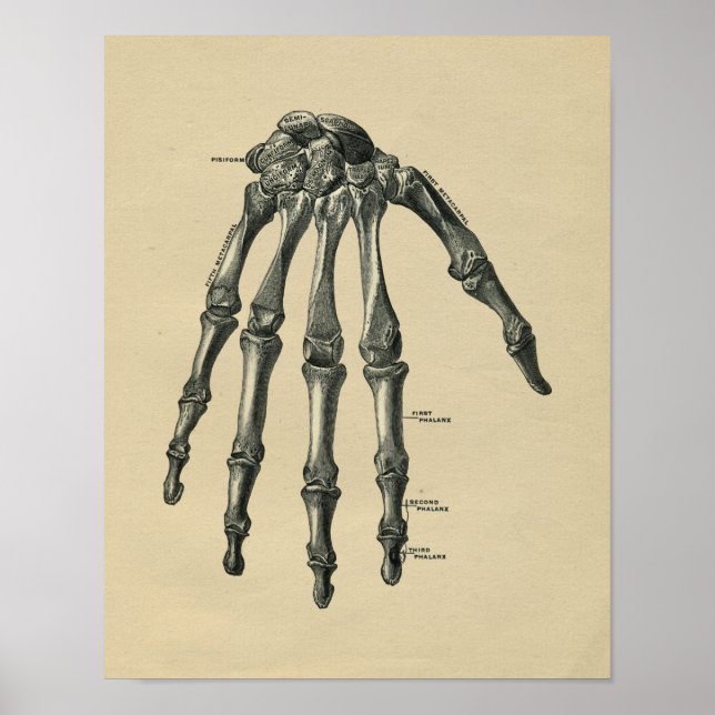 Anatomía de mano humana 1902 Impresión de época (Frente)