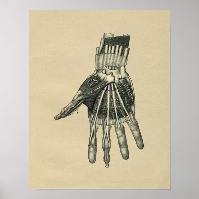 Anatomía de mano humana 1902 Impresión de época (Frente)