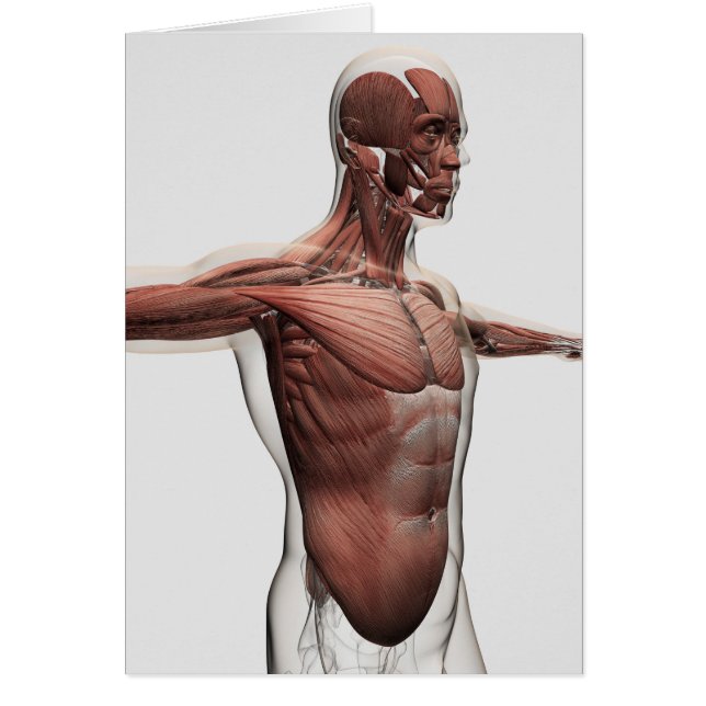 Anatomía De Músculos Masculinos En El Cuerpo Super (Frente)