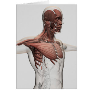 Anatomía De Músculos Masculinos En El Cuerpo Super