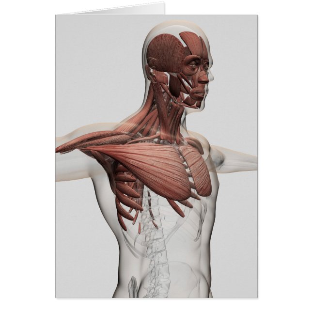Anatomía De Músculos Masculinos En El Cuerpo Super (Frente)