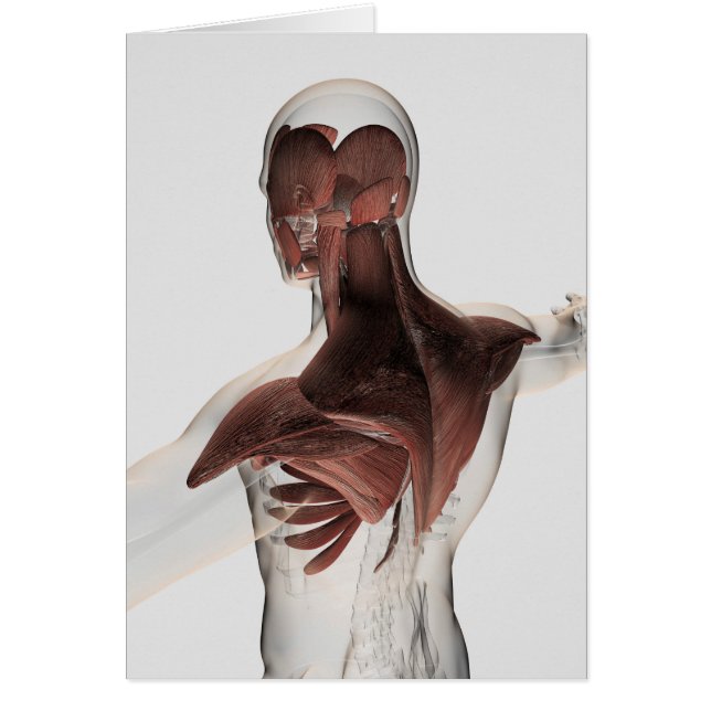 Anatomía De Músculos Masculinos En El Cuerpo Super (Frente)