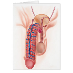 Anatomía De Órganos Reproductivos Masculinos