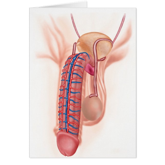 Anatomía De Órganos Reproductivos Masculinos (Frente)