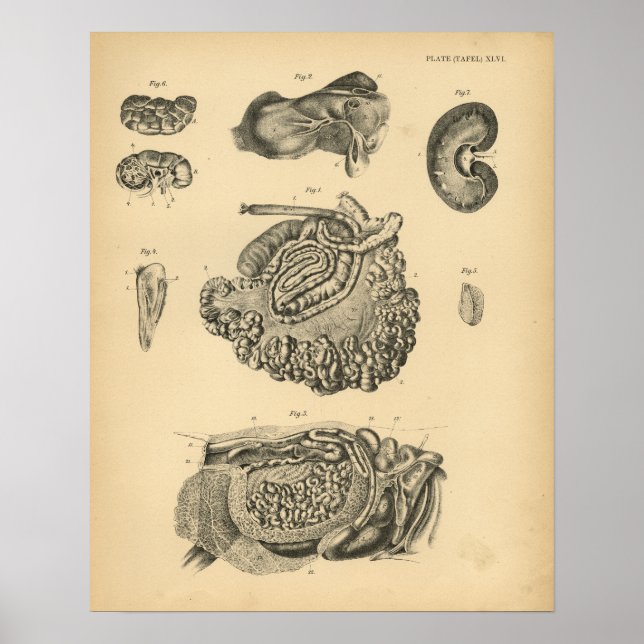 Anatomía de ovejas de cabra de vaca 1908 Impresión (Frente)