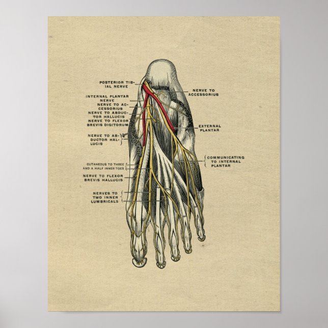 Anatomía de pie humana 1902 Impresión de cosecha (Frente)
