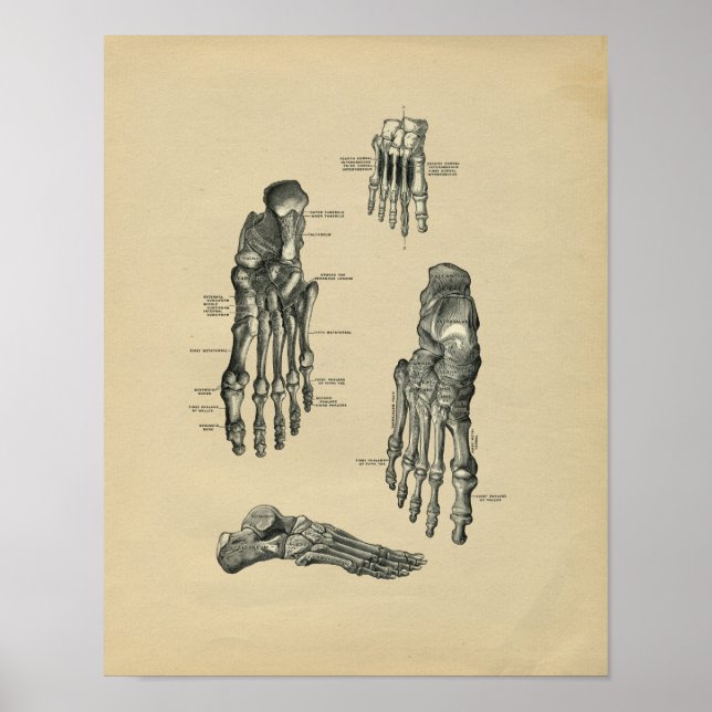 Anatomía de pie humana 1902 Impresión de cosecha (Frente)