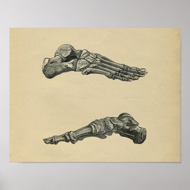 Anatomía de pie humana 1902 Impresión de cosecha (Frente)