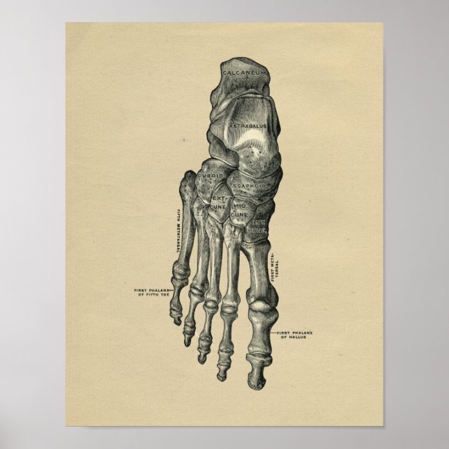 Anatomía de pie humana 1902 Impresión de cosecha (Frente)