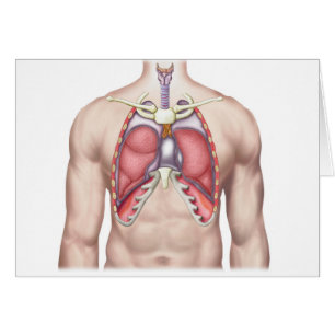 Anatomía de pulmones humanos in situ